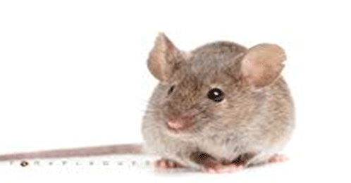 Servicios de Fumigación