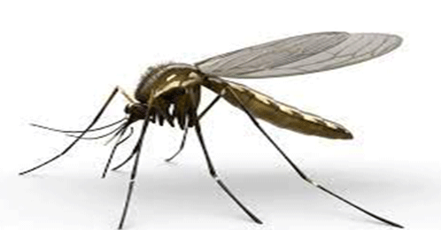 Servicios de Fumigación